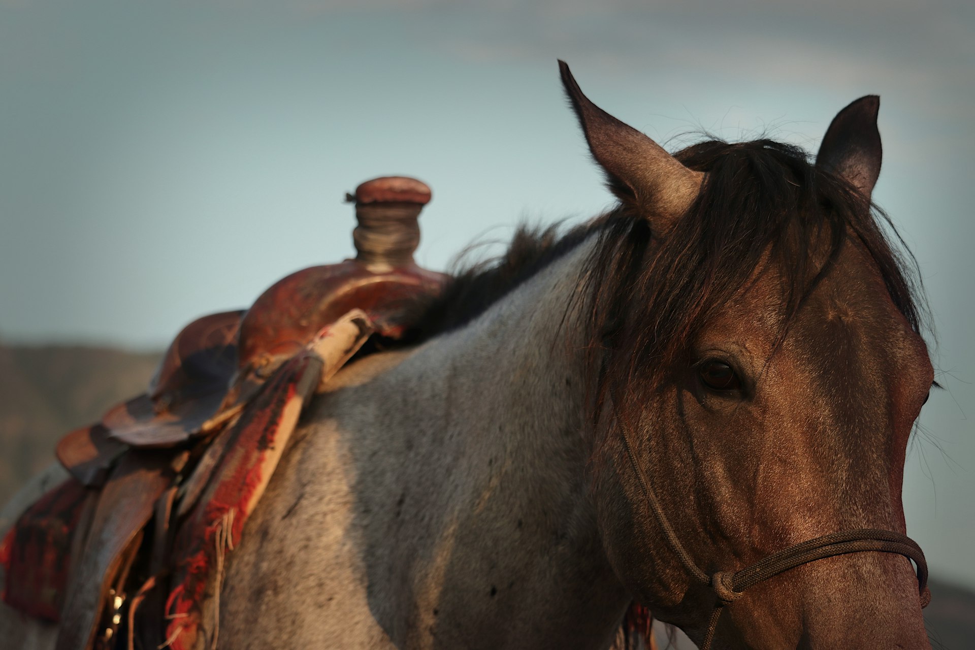 A close up of a horse wearing a saddle